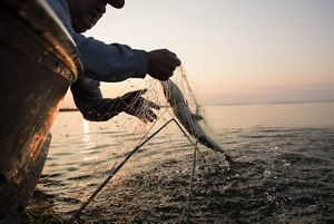 View of a man's hand pulling a salmon in a fishing net out of the water.
