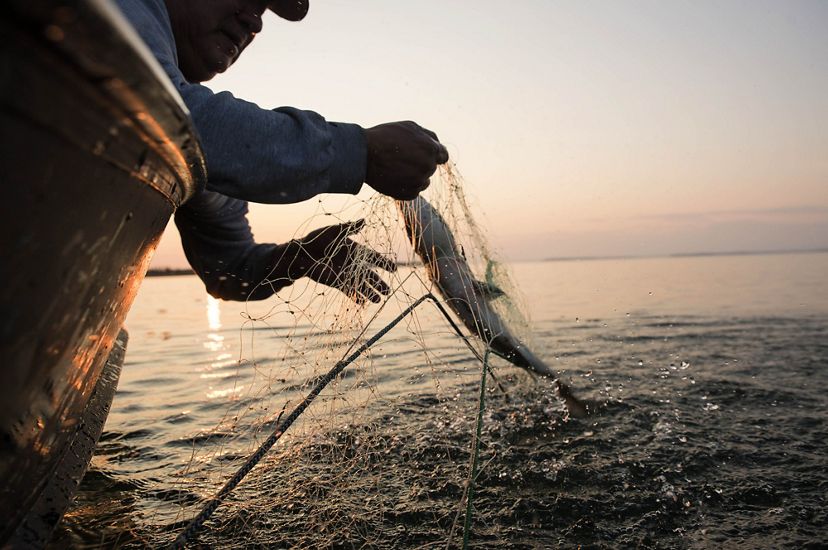 A man pulls a fish from a net.