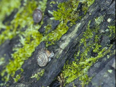Closeup of Pleistocene snails moving across a fallen log covered in moss. 