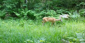 A deer crosses through  a green forest area. 