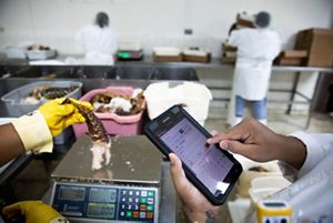 Workers in the processing department weigh lobsters at the National Fisherman's Cooperative on Angel Lane in Belize City, Belize. There are about 500 member fishermen that pay a small fee to be able to deliver product to the co-op and the co-op subsidizes them. They get ice and other services that are then deducted from their catch. The co-op also provides small loans, training, scholarships, and a burial fund.  
