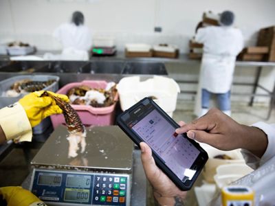 Workers in the processing department weigh lobsters at the National Fisherman's Cooperative on Angel Lane in Belize City, Belize. There are about 500 member fishermen that pay a small fee to be able to deliver product to the co-op and the co-op subsidizes them. They get ice and other services that are then deducted from their catch. The co-op also provides small loans, training, scholarships, and a burial fund.