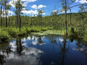 A deep blue pond with lily pads along the edge and grasses and trees on the bank.