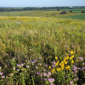 Purple, yellow, and pink flowers bloom amid a prairie filled with tall grasses. 
