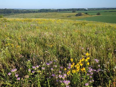 A blooming prairie under a blue sky.