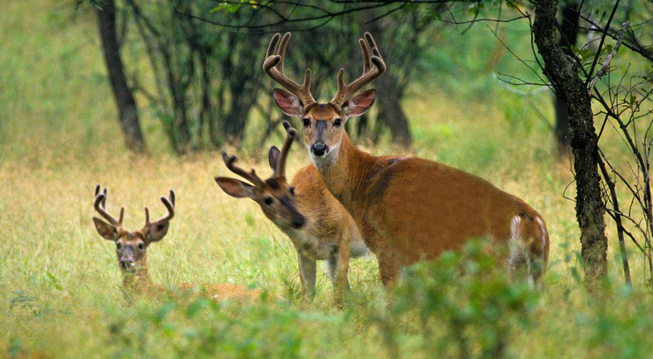 Three white-tailed deer bucks standing together in a forest clearing.