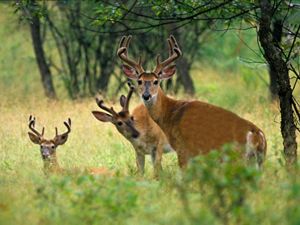Three white-tailed deer bucks standing together in a forest clearing.