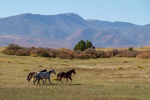 Three horses move across a landscape with mountains in the background.