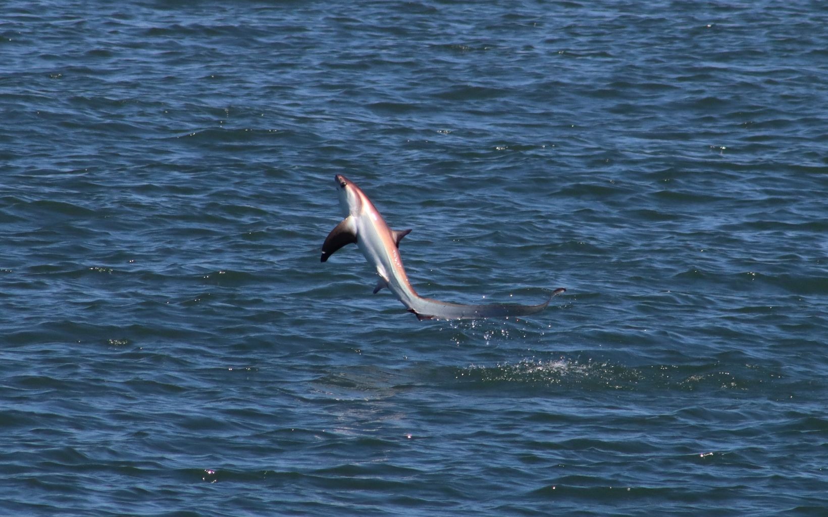 
                
                  Thresher Shark Breach Thresher sharks use their elongated tail to propel them out of the water. This shark was spotted in August 2022 off the coast of New Jersey.
                  © Cape May Whale and Research Center. 
                
              