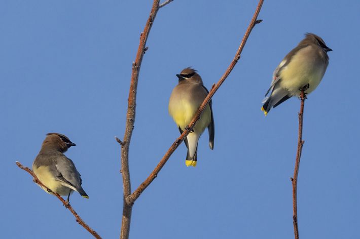 These birds can often be found feasting on dried berries and fruits in the winter months.