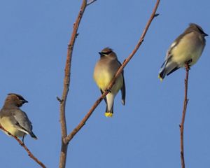 Three yellow birds sit on the bare branched of a tree against a blue sky.