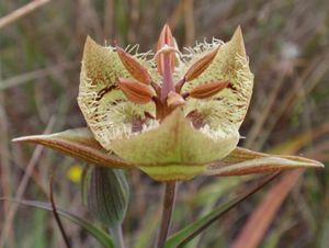 Close up of a Tiburon Mariposa Lily.
