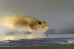 Closeup of a northern tidewater goby.