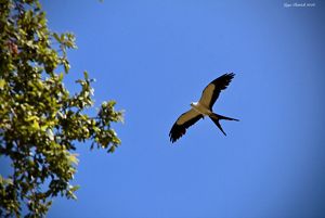 Swallow-tailed kite soars through the sky above Tiger Creek Preserve. 