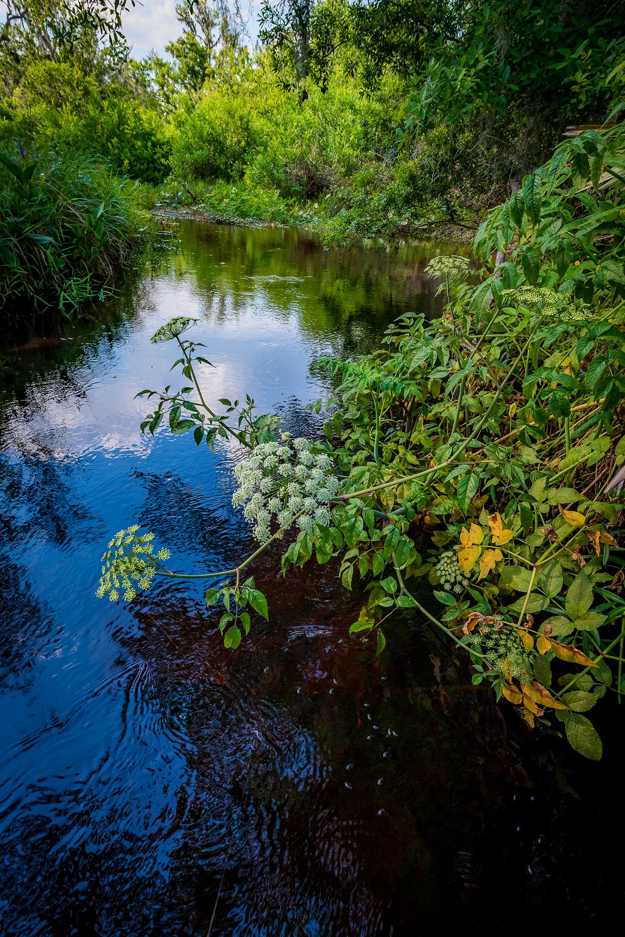 Tiger Creek Preserve The Nature Conservancy in Florida