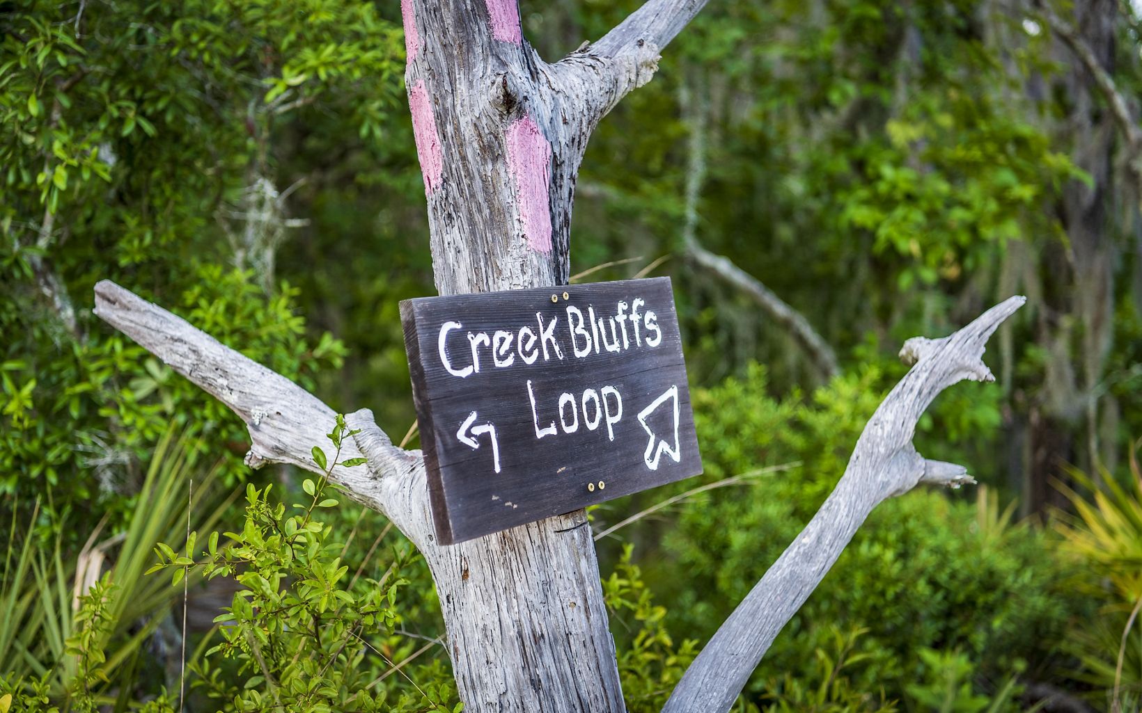A sign on a tree at Tiger Creek Preserve marks the Creek Bluffs Loop Trail.
