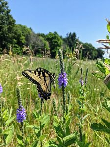 A tiger swallowtail butterfly nectars on blazing star blooms.