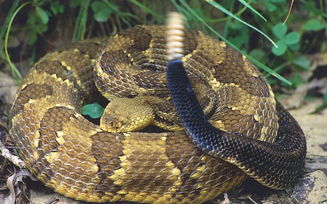 A snake curled up on the ground reveals a black tail with a rattle at the end of it. 