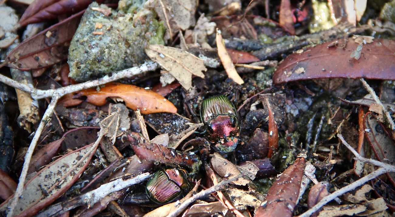 escarabajo estercolero
