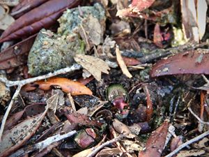 Dung beetles crawl the ground at Tiger Creek Preserve