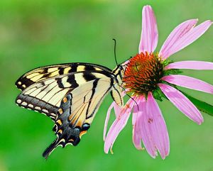 A pale yellow butterfly with black markings sips from a purple coneflower.