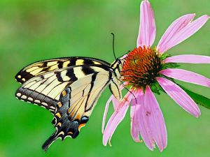 A pale yellow butterfly with black markings sips from a purple coneflower.