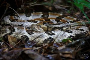 A black and gray snake rests in leaves.