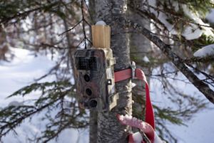 A brown camera is attached to a narrow tree trunk in a snowy forest.