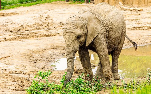 Young elephant eating from a pile of twigs and leaves.