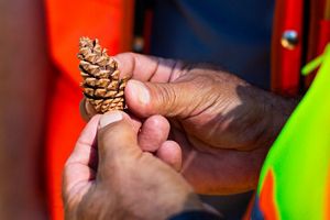 A hand holding a pine cone.