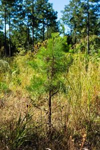 A newly planted shortleaf pine.