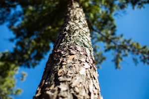 A close up view of a shortleaf pine trunk.