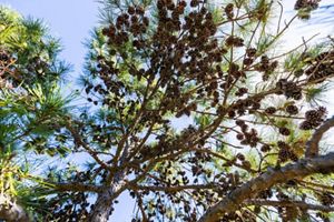 View from the forest floor looking up at shortleaf pine branches and cones against the sky. 
