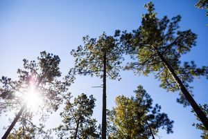 Well-spaced shortleaf pine trees under a clear, blue sky.