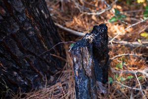 A tree that was recently burned in a prescribed fire.