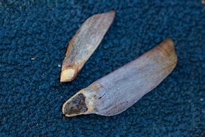 Closeup of two pine seeds.