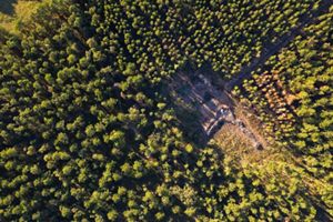 A view from above of a forest of shortleaf pine trees.