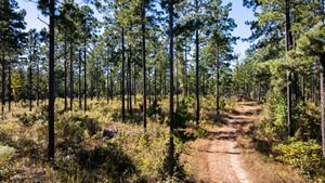 Young shortleaf pine next to a dirt road.