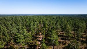 A bird's eye view of an Arkansas forest.