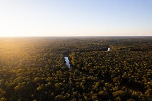 Shortleaf pine forest in Arkansas.