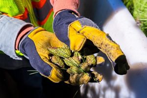 A man wearing gloves inspecting pine cones.