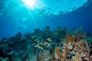 Bahamas coral reef.