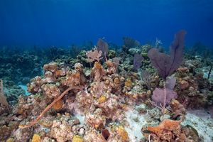 Looking at a colorful coral reef ecosystem from under a deep blue Caribbean Sea.