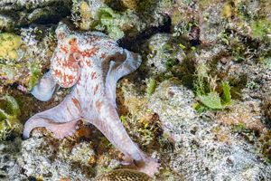 A white octopus dappled with pink spots living among the coral.