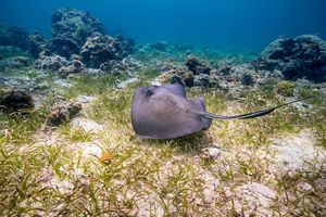 A stingray swims through a seagrass bed next to a coral ecosystem.