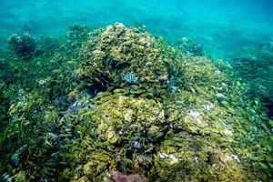 A coral patch covered with hundreds of small fish.
