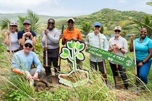 A group of people plant trees on a ridge in Barbados.