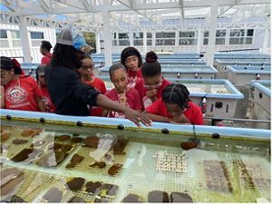 Students lean in to observe coral conservation tanks that house growing coral for reintroduction. 