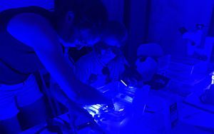 Participants in a dark room observe coral gametes. 