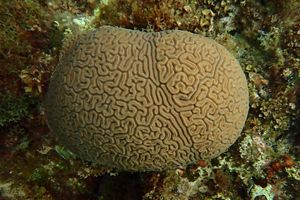 A straight down overhead shot of a brain coral in the Caribbean. 